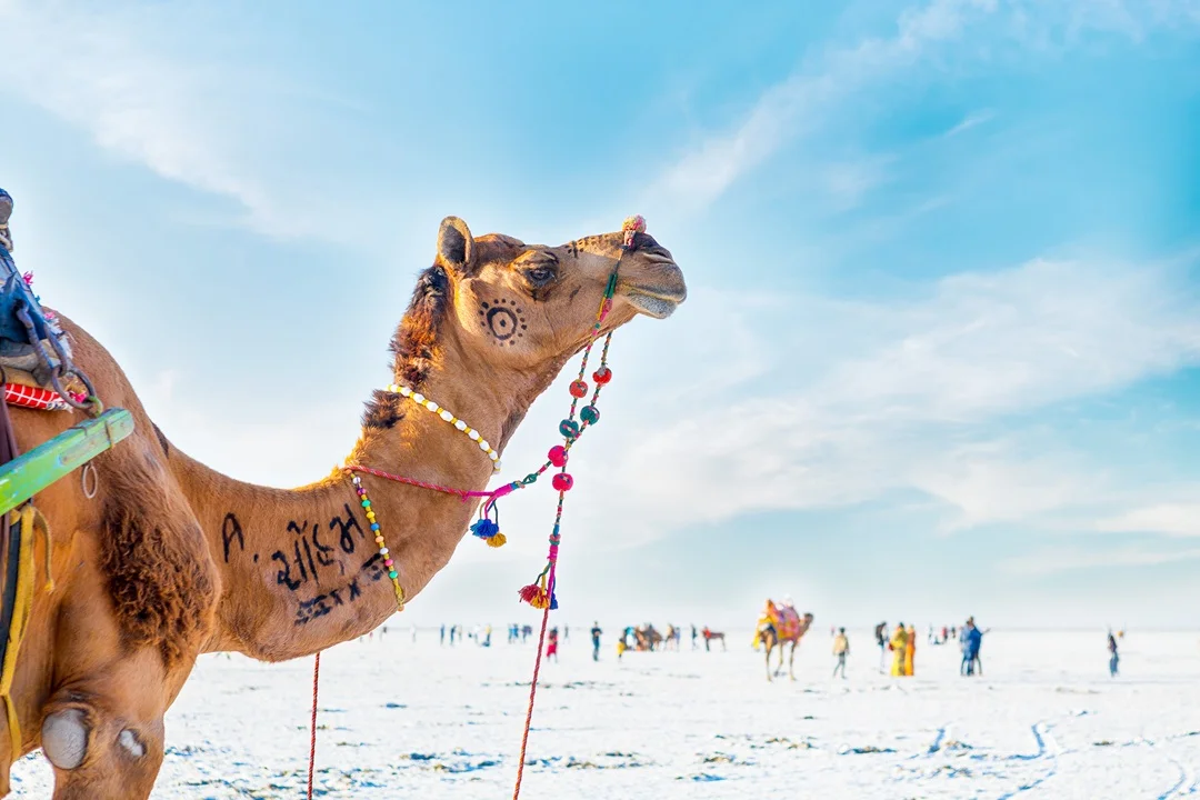 Rann Utsav Gallery 20